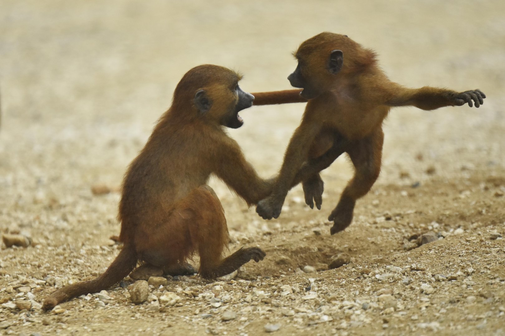 Guinea baboon (Papio papio)