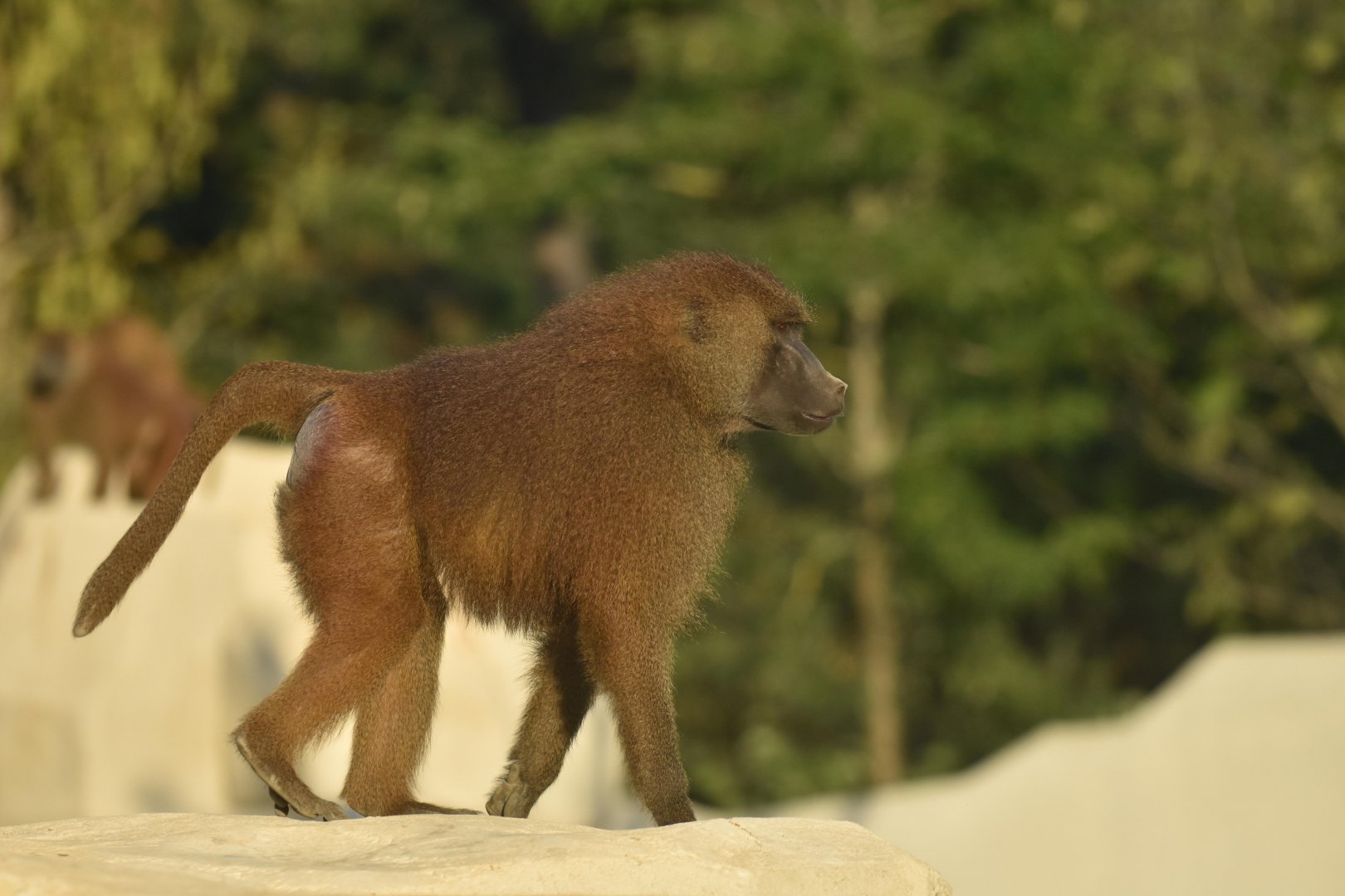 Guinea baboon (Papio papio)