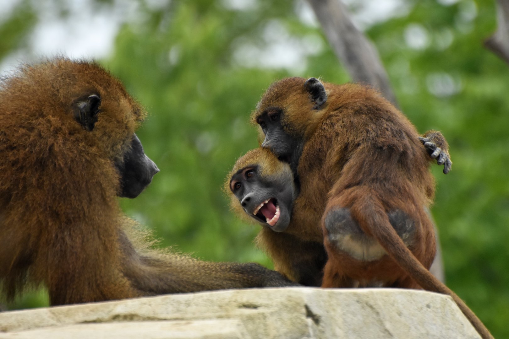 Guinea baboon (Papio papio)