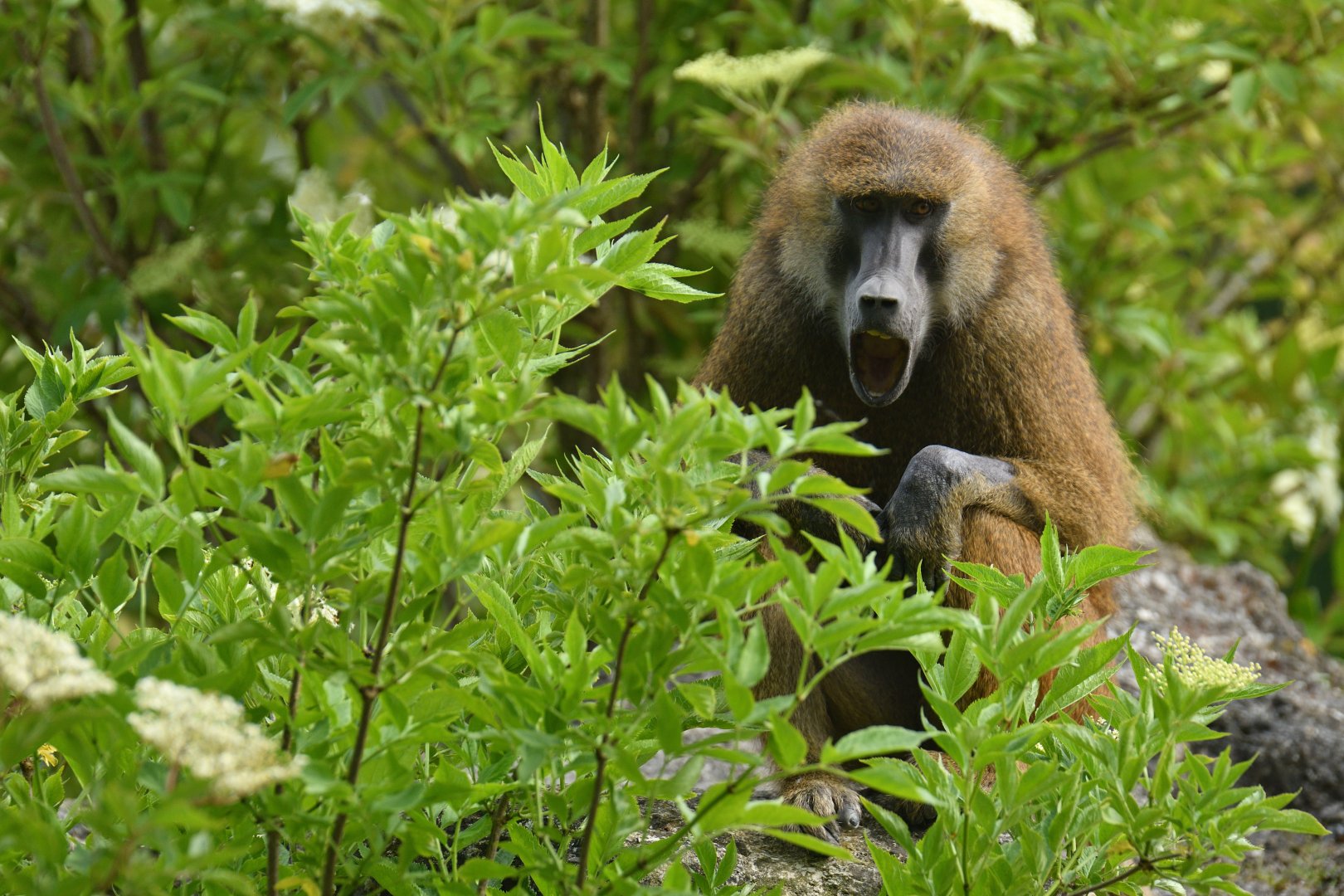 Guinea baboon (Papio papio)