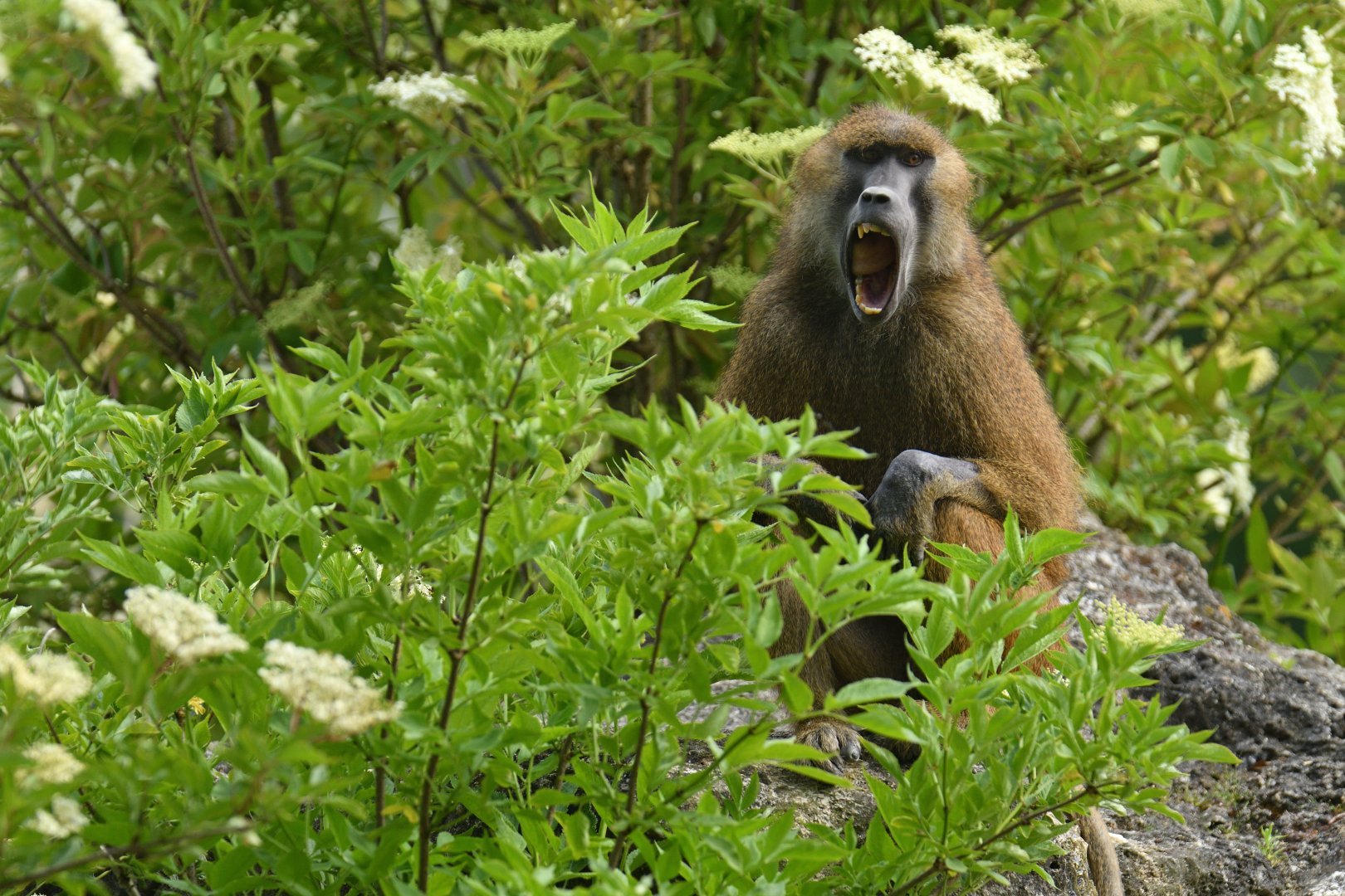 Guinea baboon (Papio papio)