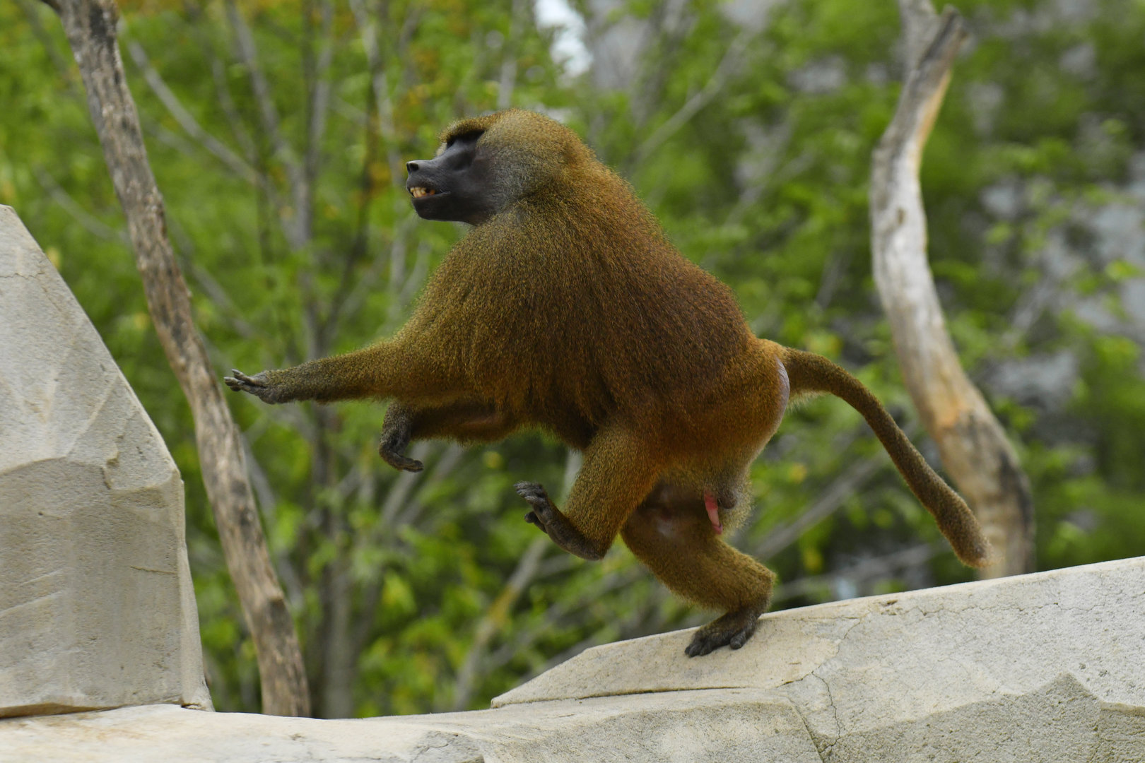 Guinea baboon (Papio papio)