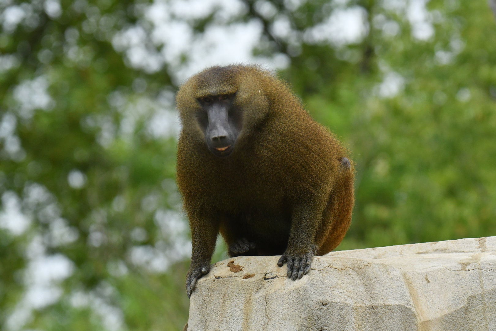 Guinea baboon (Papio papio)