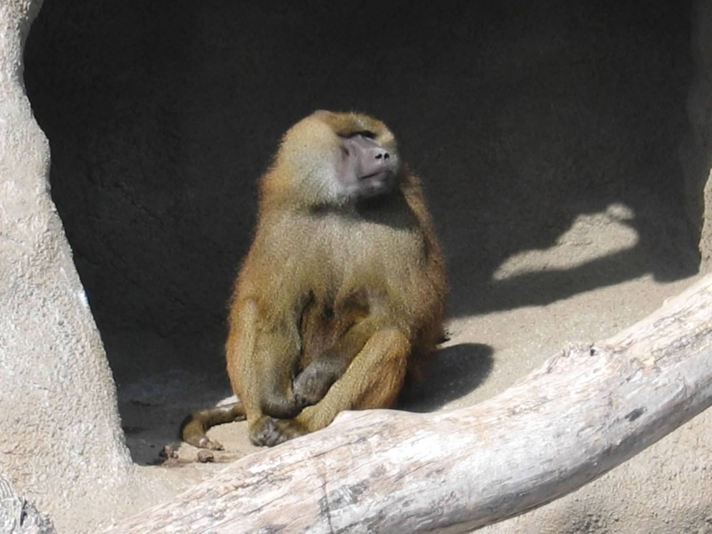 Guinea Baboon (Papio papio)