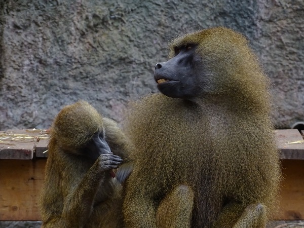 Guinea baboon (Papio papio)