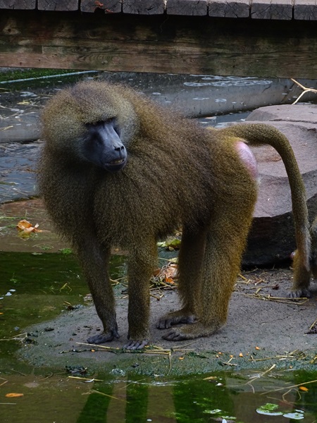 Guinea baboon (Papio papio)