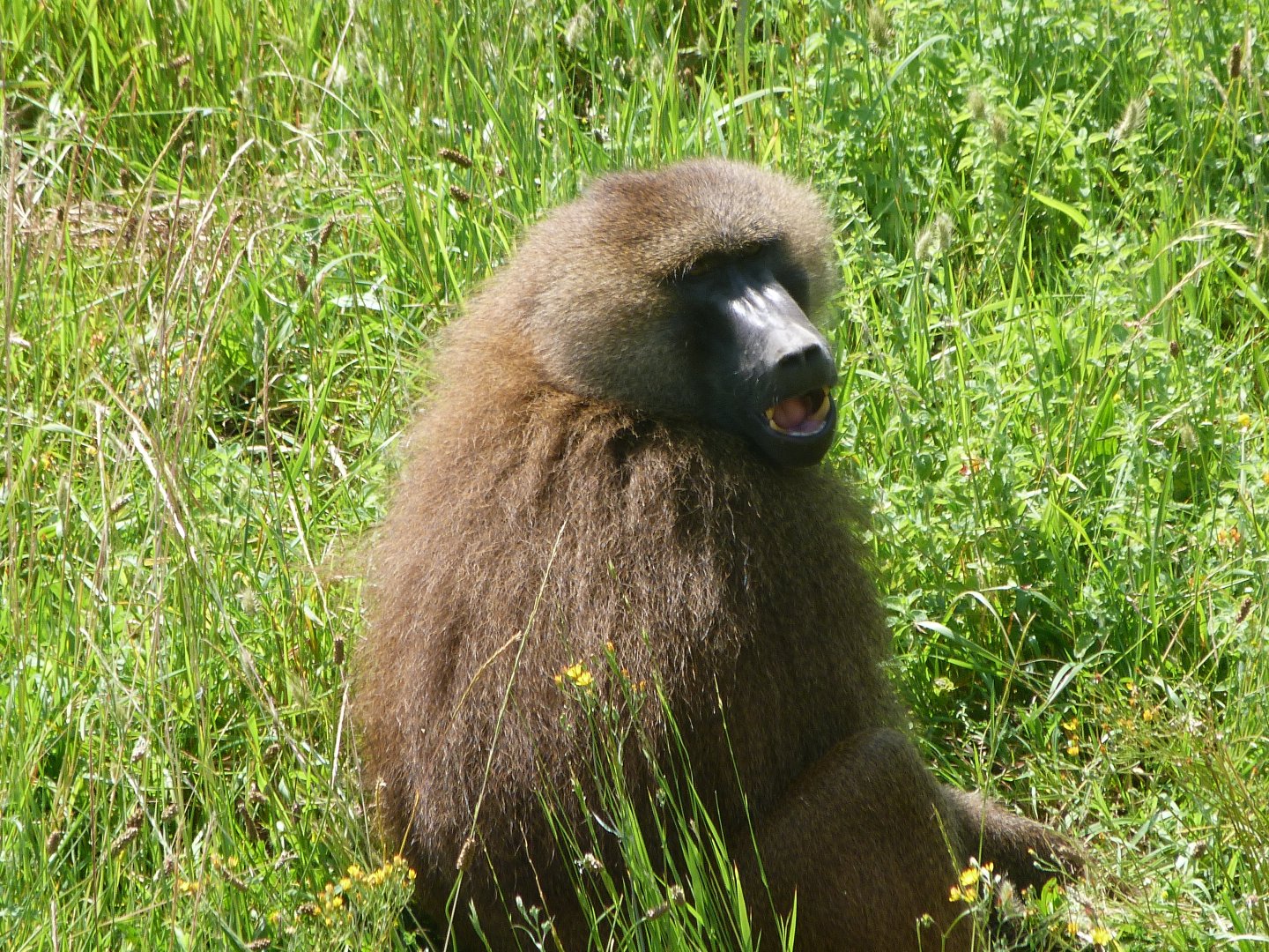 Guinea baboon -Parque de la Naturaleza de Cabárceno (2025)