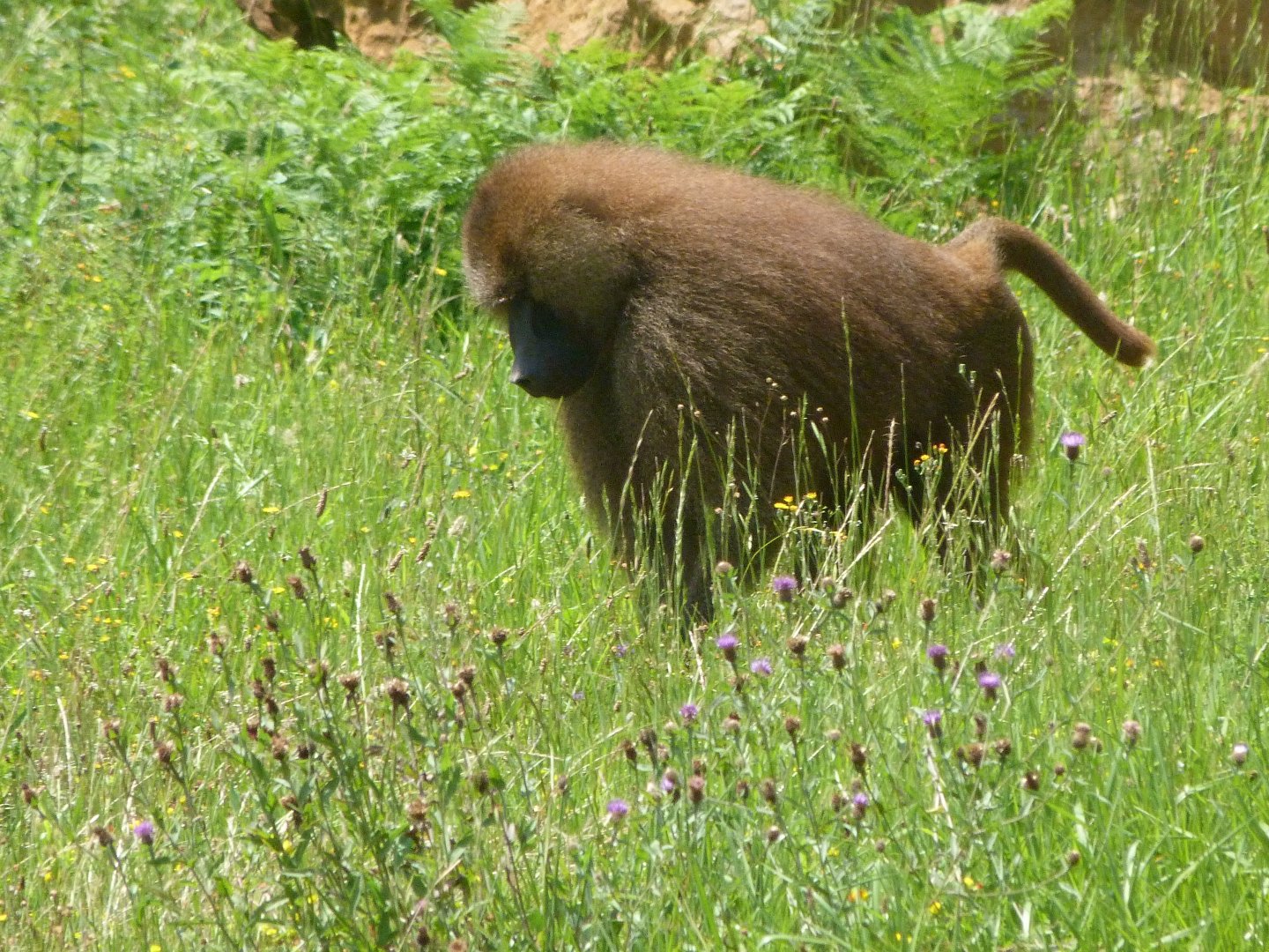 Guinea baboon -Parque de la Naturaleza de Cabárceno (2025)