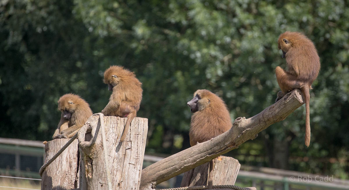 Guinea baboon : Port Lympne : 29 Aug 2015