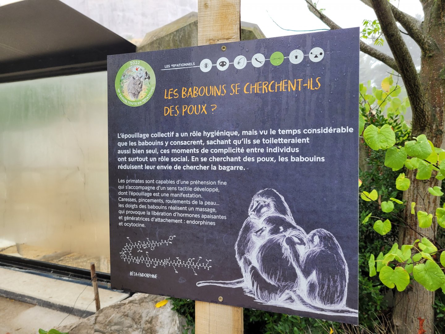Guinea baboon sign -Parc Zoologique de Paris (2022)