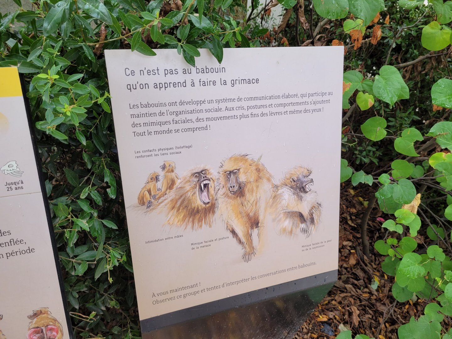 Guinea baboon sign -Parc Zoologique de Paris (2022)
