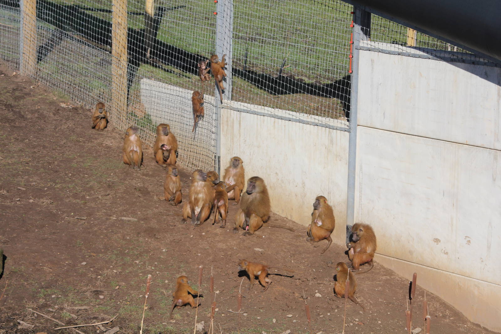 Guinea Baboon troop sunning themselves. 8-2-15