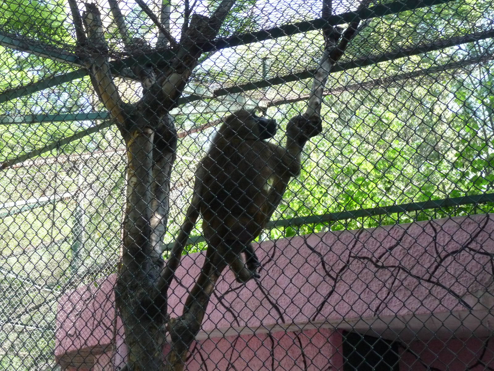 guinea baboon zoologico de irapuato