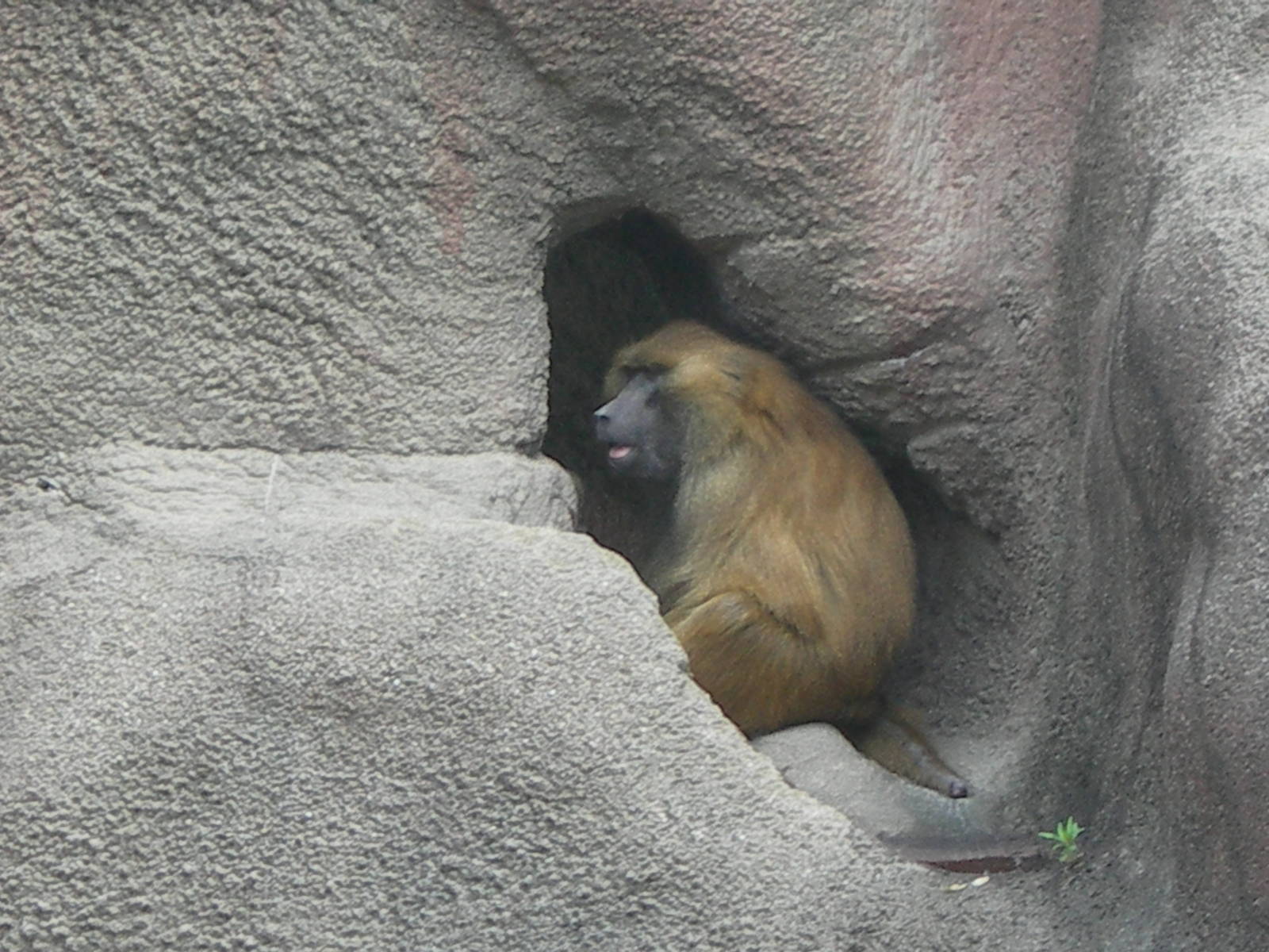 Guinea Baboon