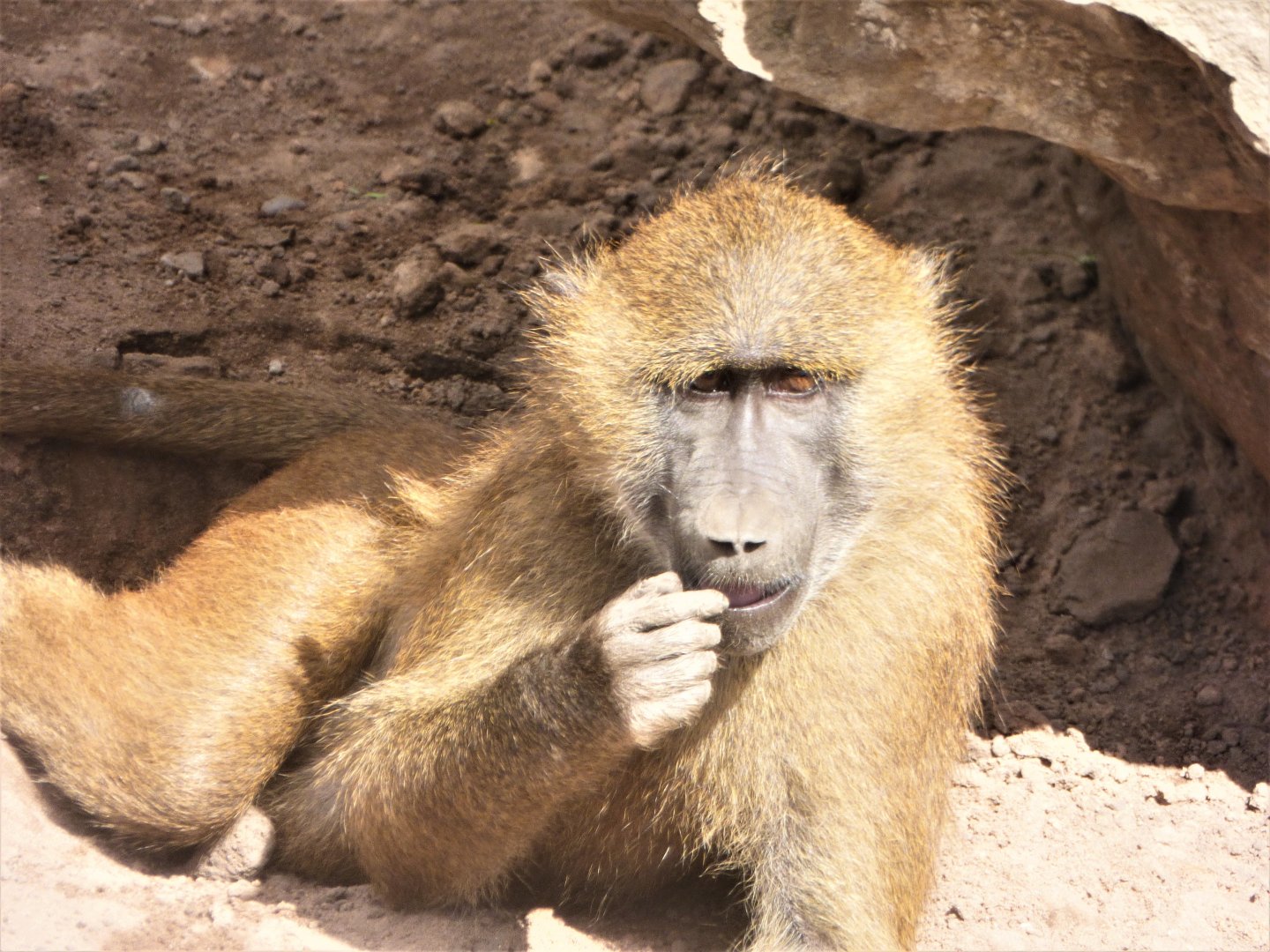Guinea Baboon