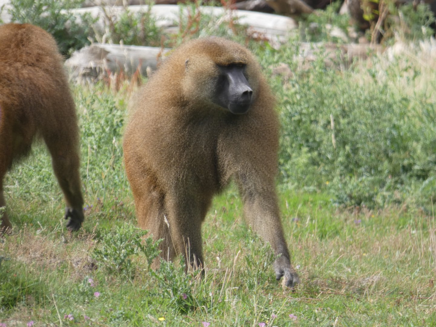 Guinea Baboon