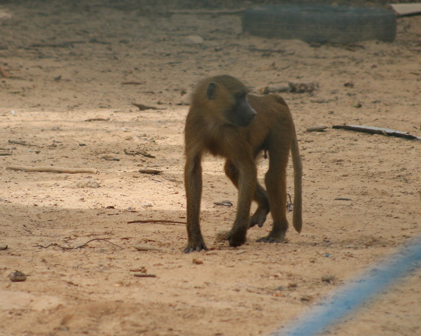Guinea baboon