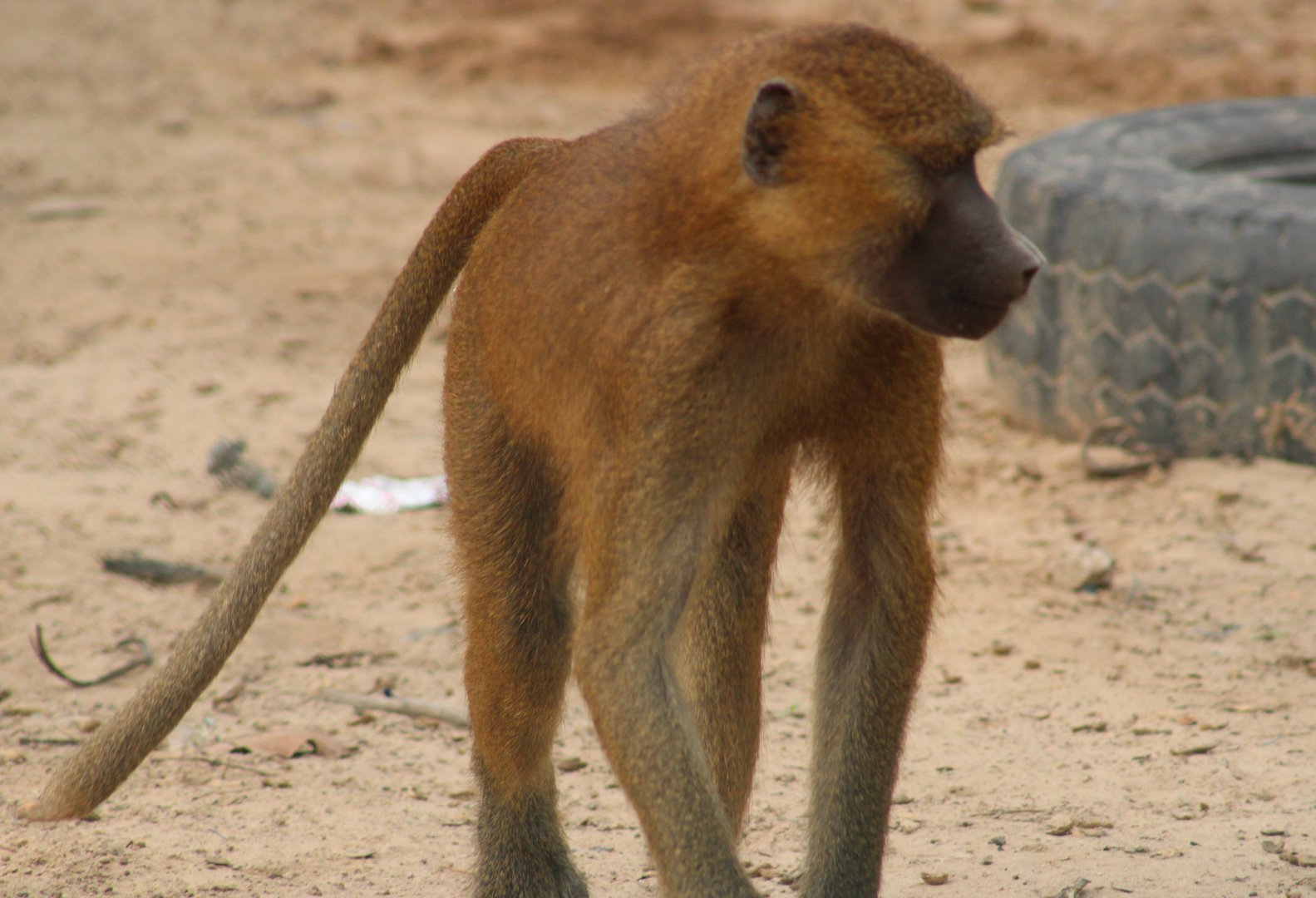 Guinea baboon