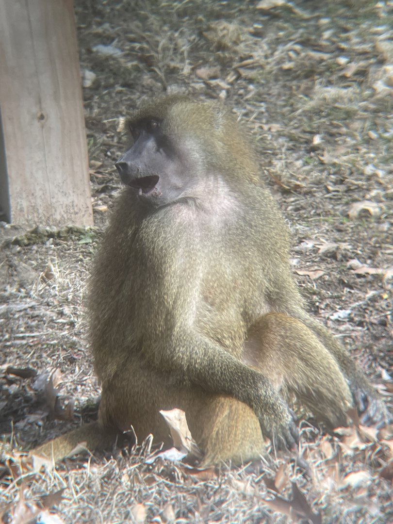 Guinea Baboon
