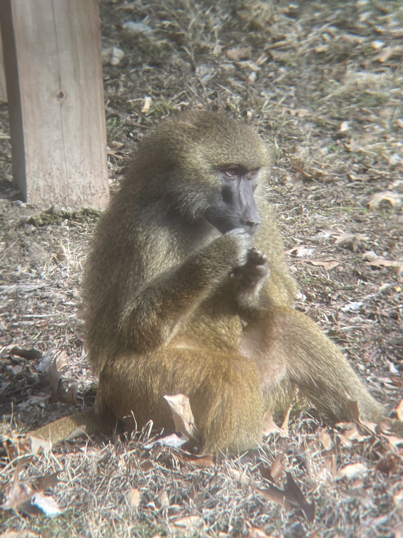 Guinea Baboon