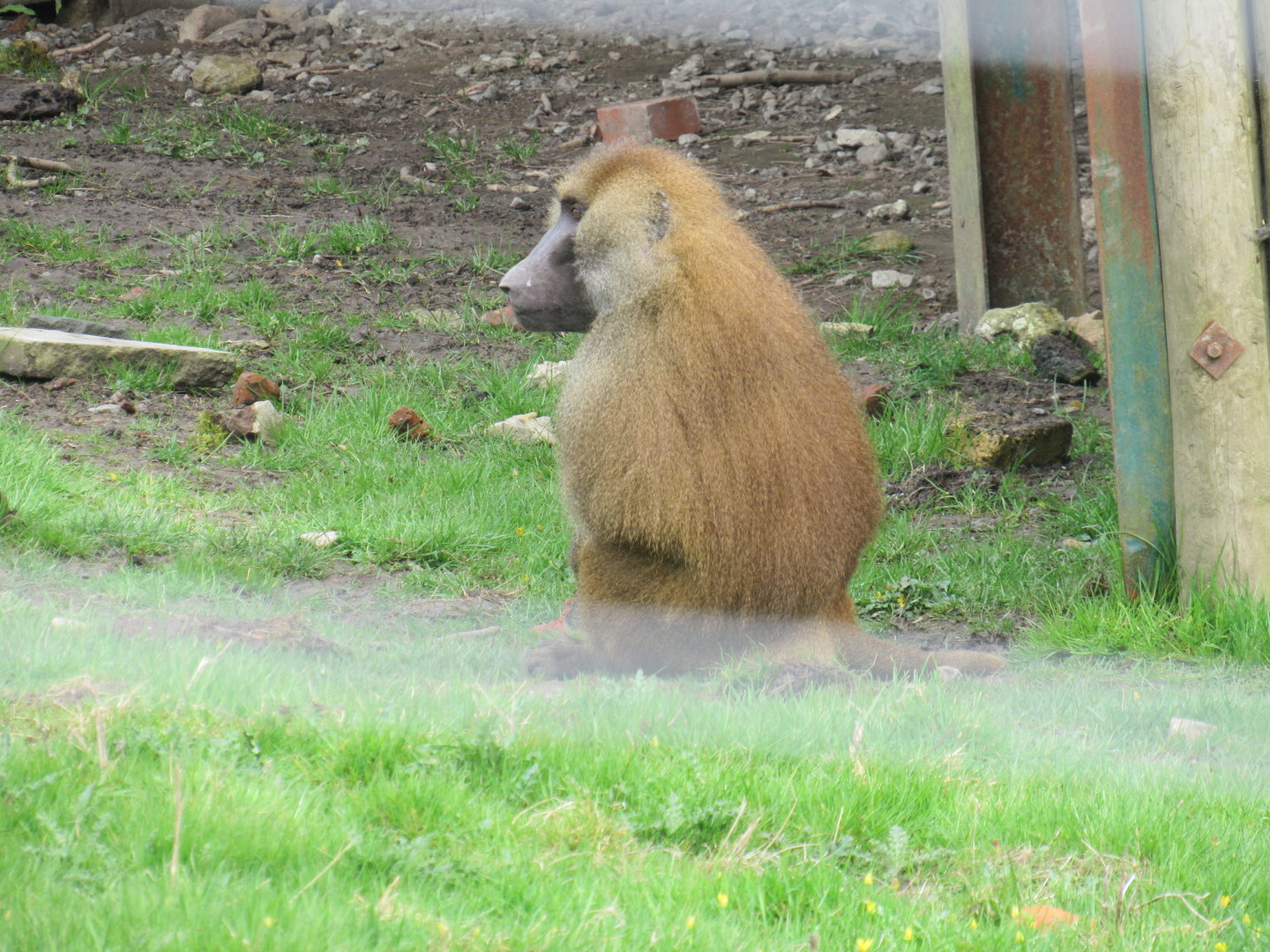 Guinea Baboon