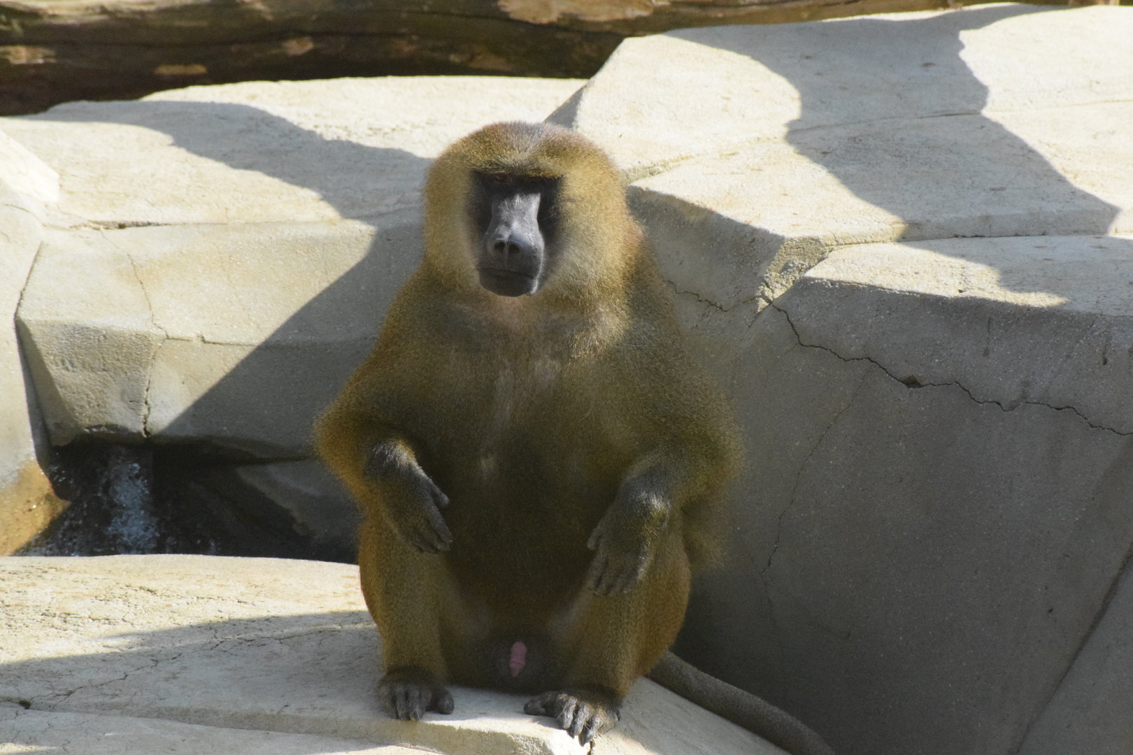 Guinea baboon