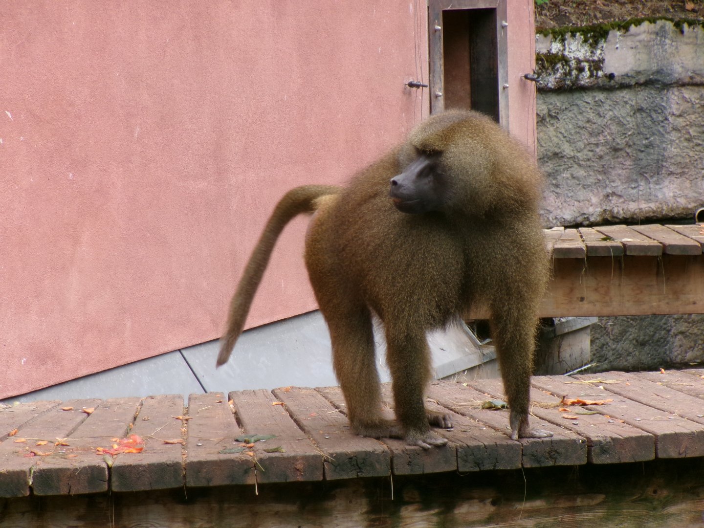 Guinea baboon