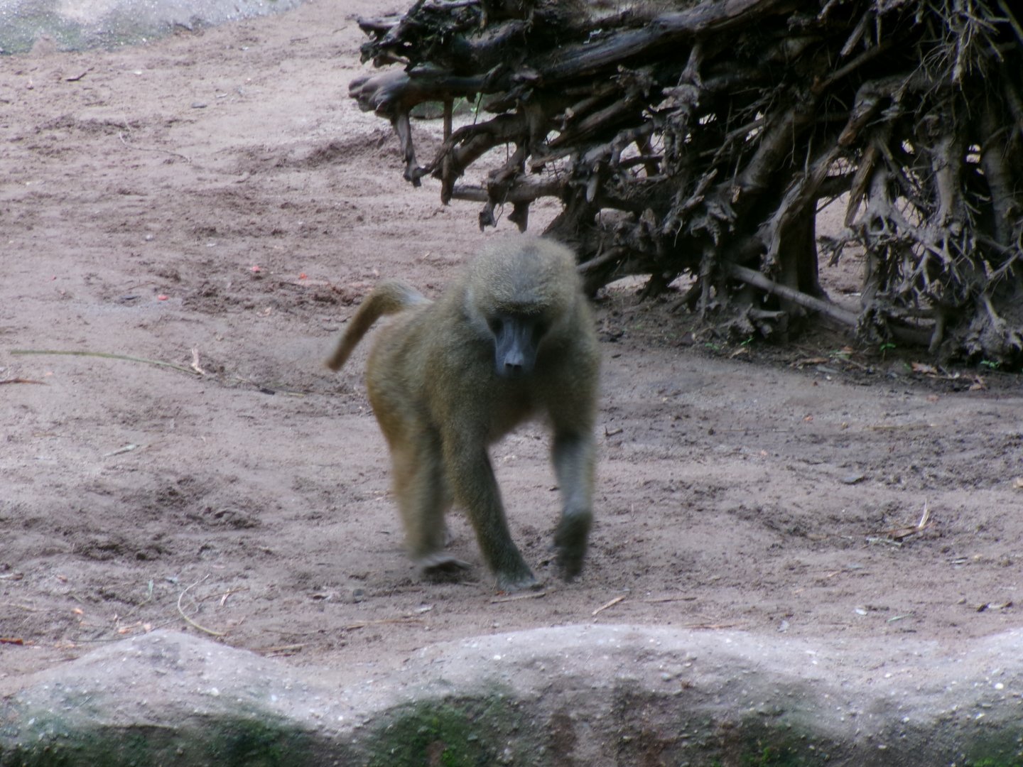 Guinea baboon