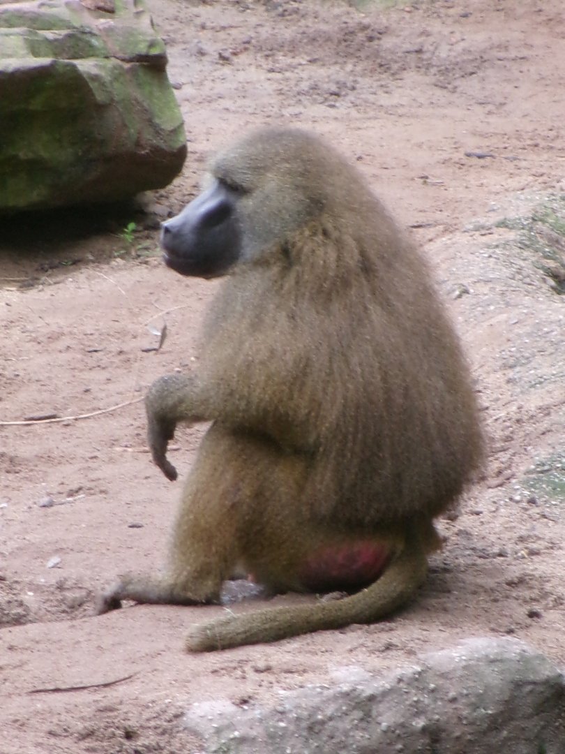 Guinea baboon