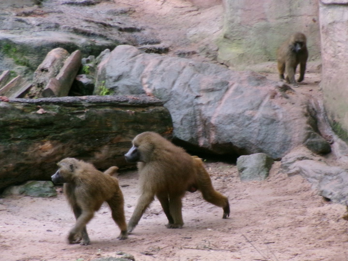 Guinea baboon