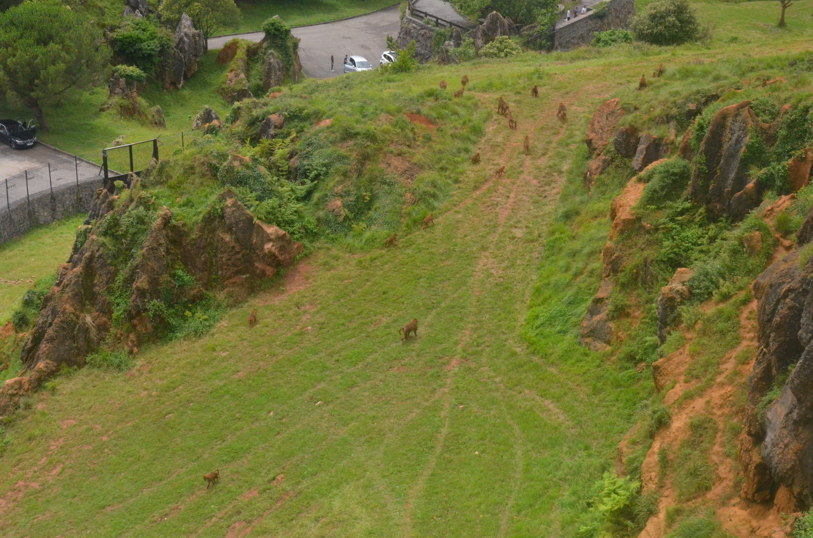 Guinea Baboons at Cabarceno, 08/07/17