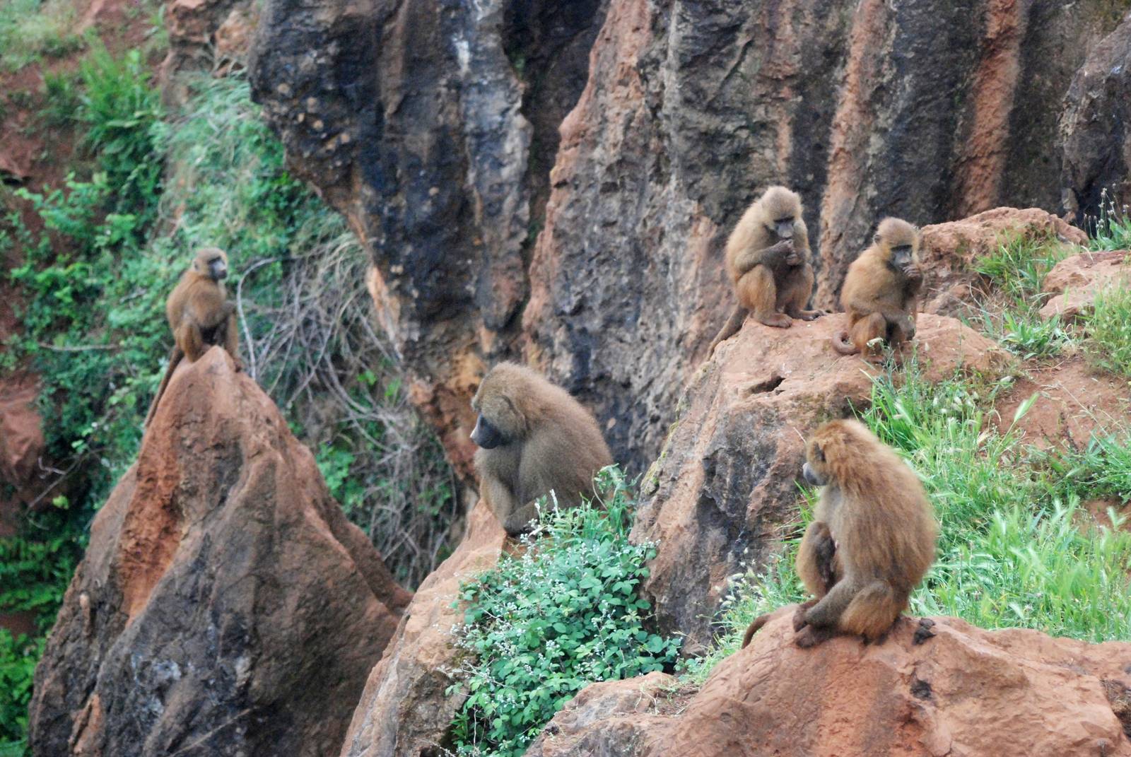 Guinea Baboons at Cabarceno, 11/06/15