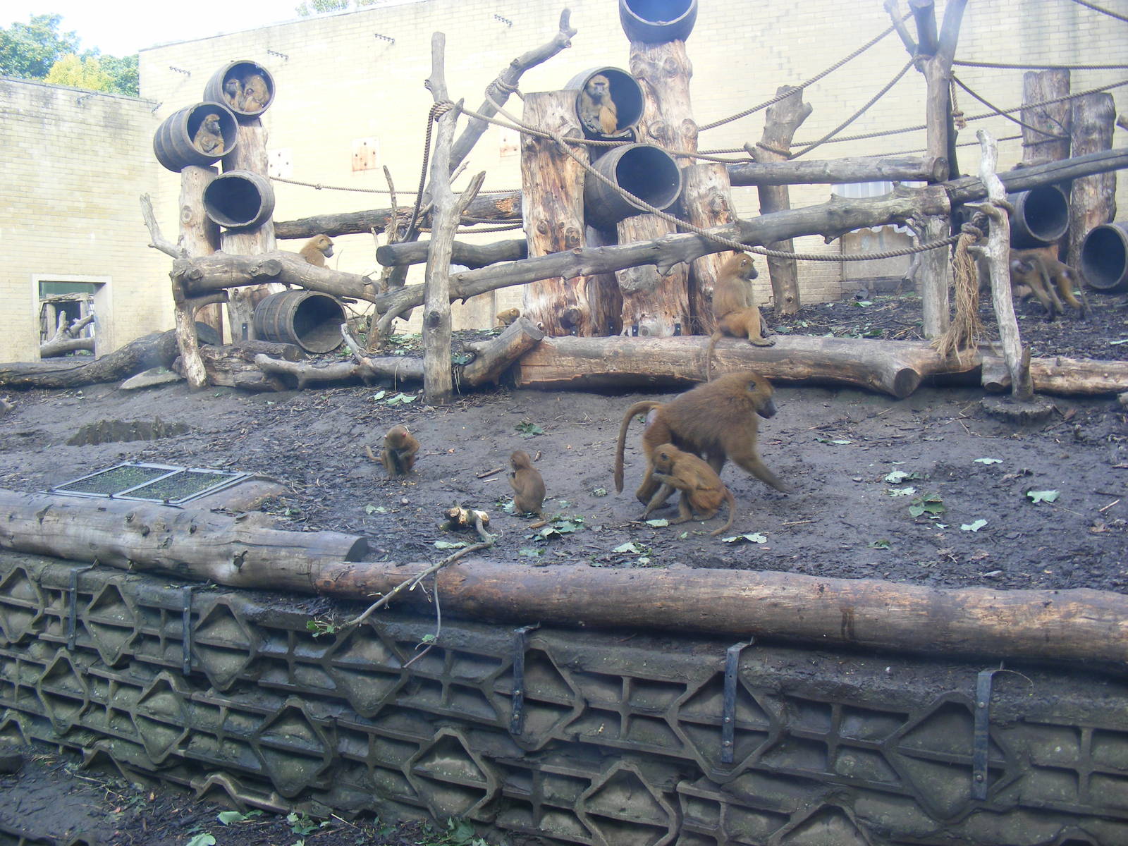 Guinea baboons at Edinburgh Zoo, 2 October 2010