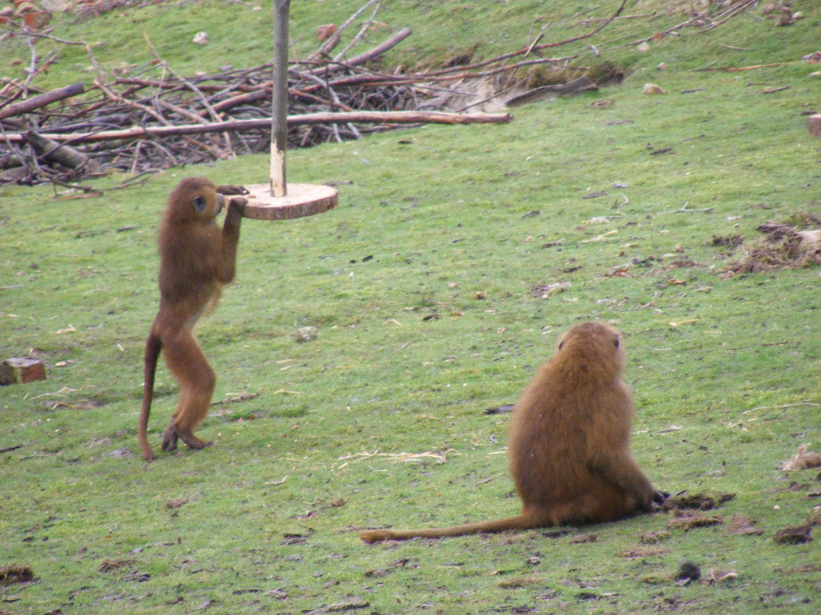 Guinea baboons at Port Lympne Wild Animal Park, 13 February 2011