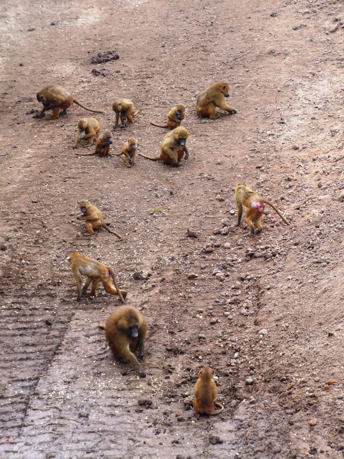 Guinea Baboons at Yorkshire WP, 01/04/13
