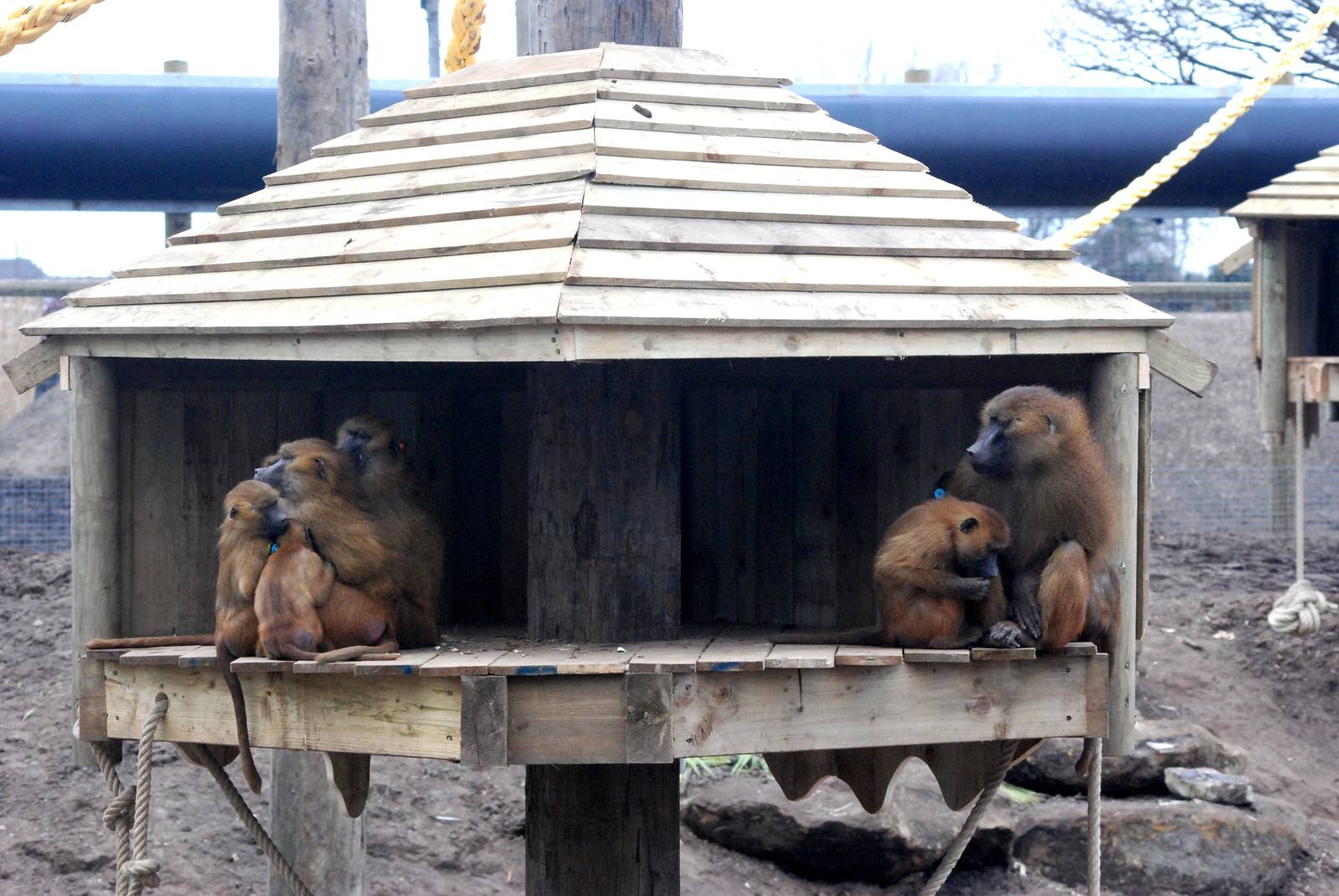 Guinea Baboons at Yorkshire WP, 01/04/13