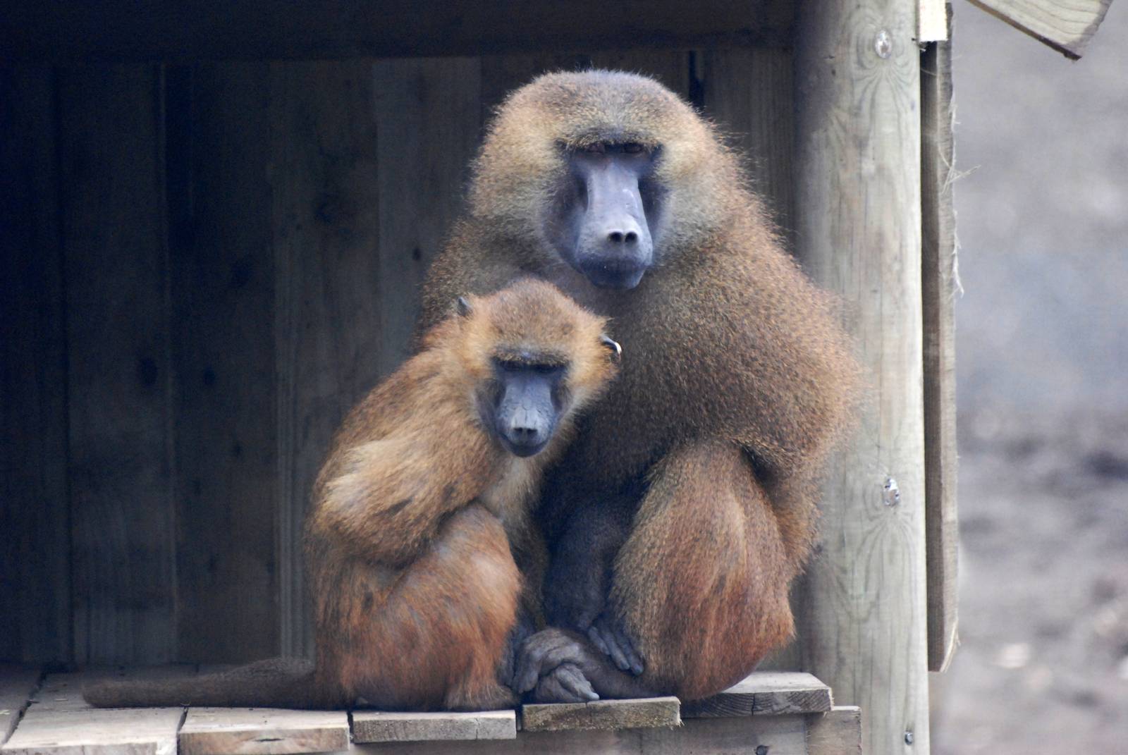 Guinea Baboons at Yorkshire WP, 01/04/13