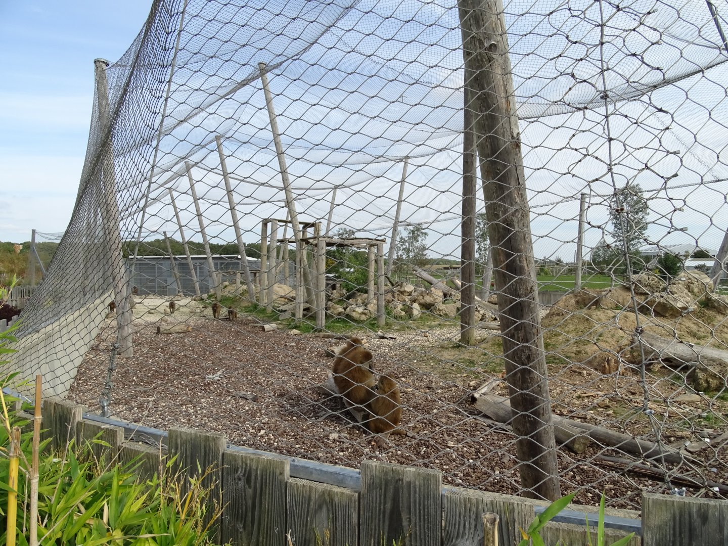 Guinea baboons exhibit
