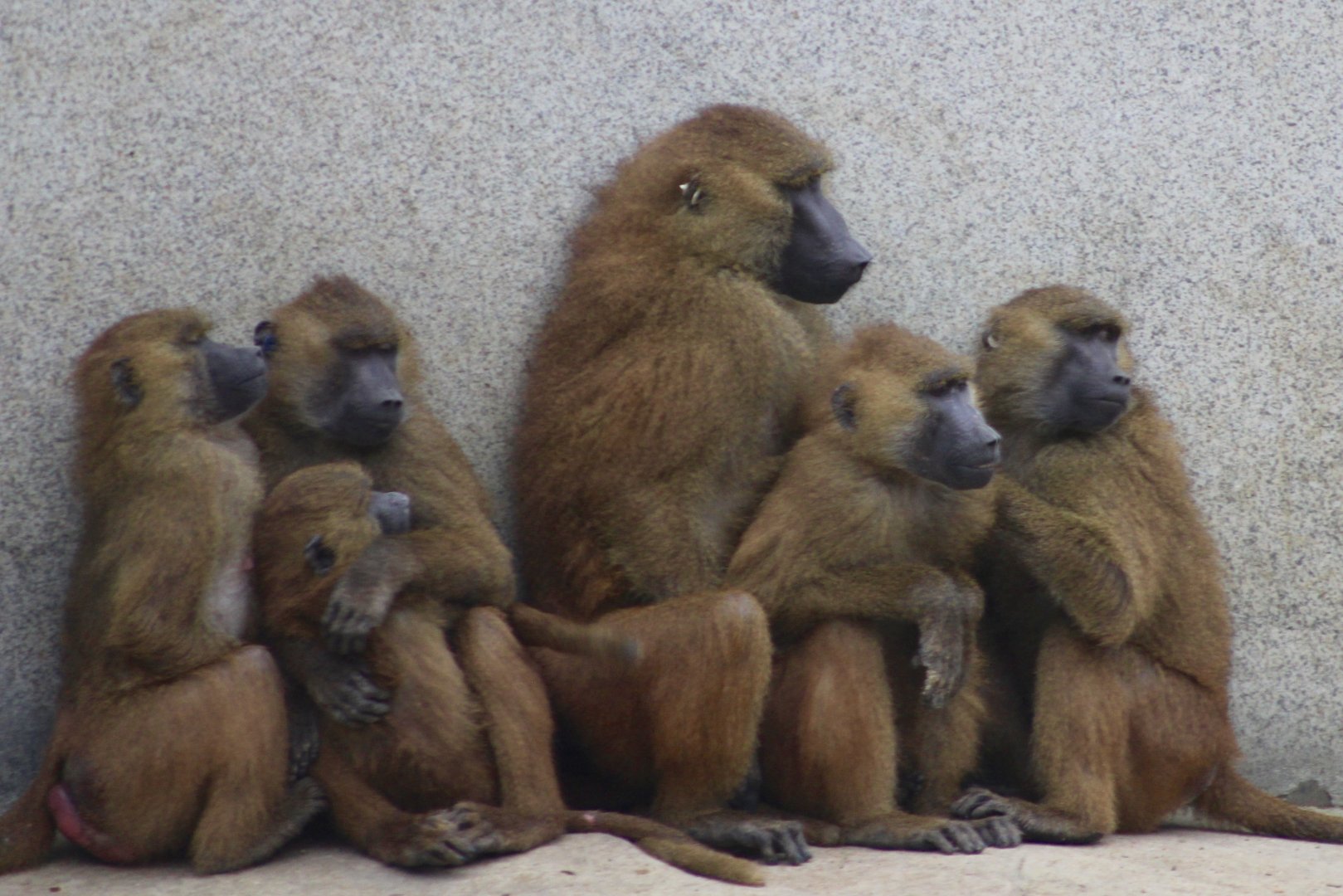 Guinea baboons (Papio papio) at Paris zoological park 25th November 2018