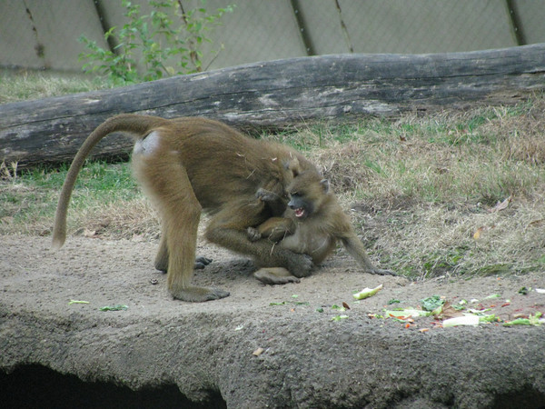 Guinea Baboons