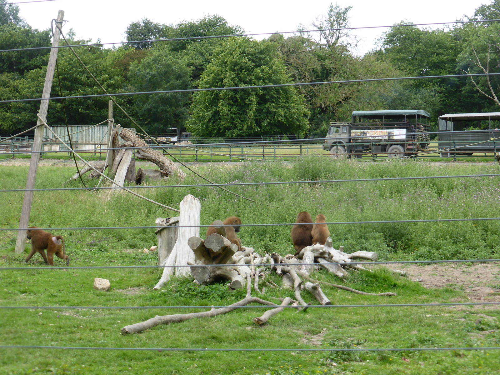 Guinea baboons