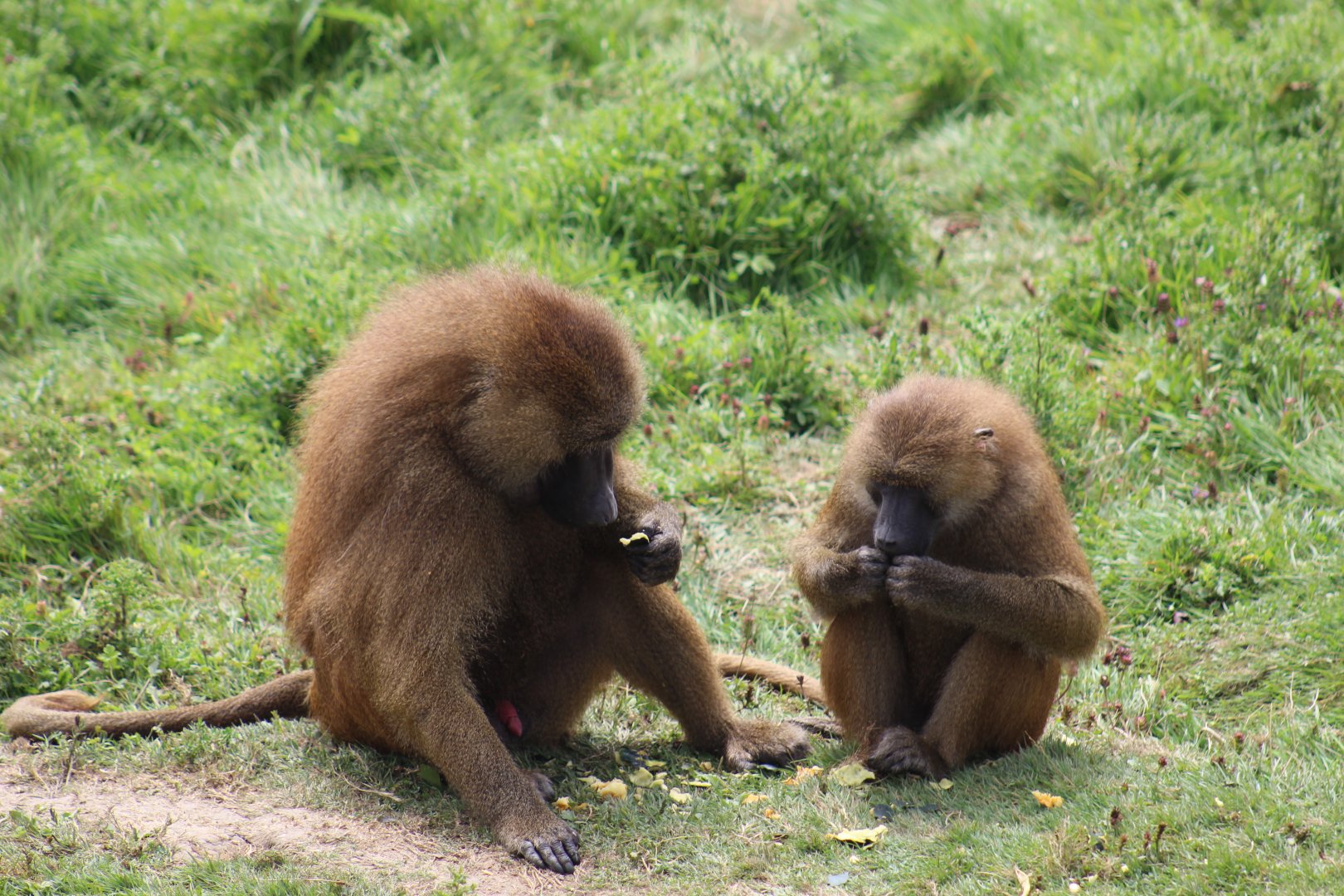 Guinea Baboons
