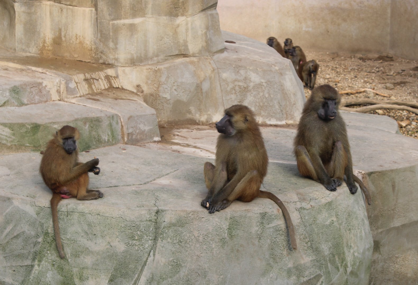 Guinea baboons