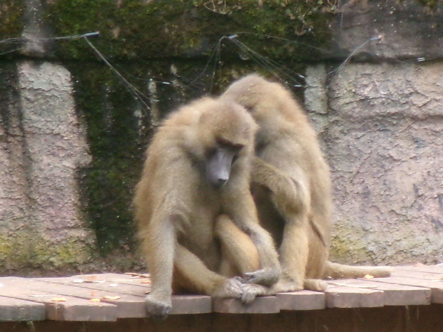 Guinea baboons