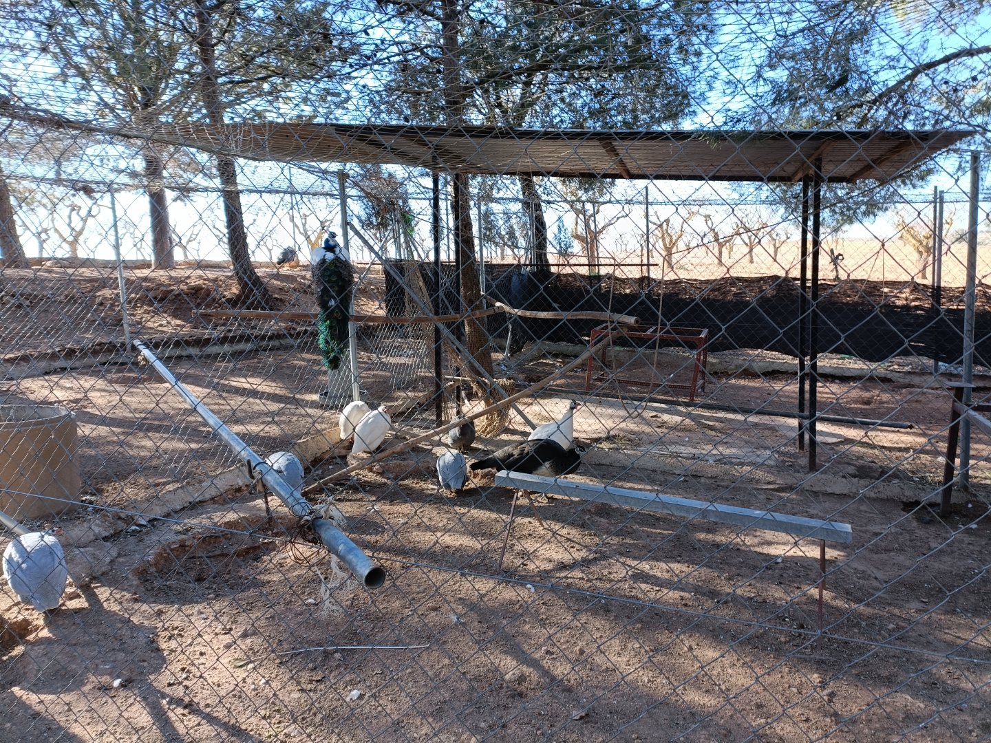 Guinea fowl and peacock exhibit - Bioparque La Rocha