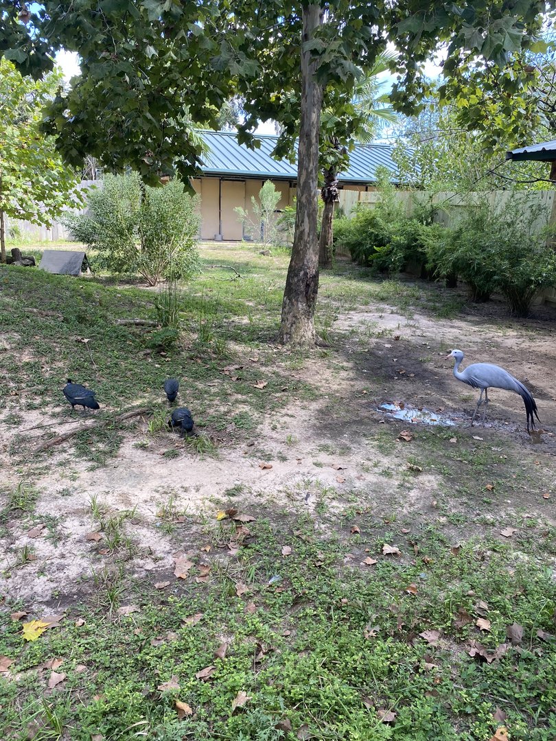 Guinea Fowl and Stanley Cranes in Former Pygmy Hippo Enclosure
