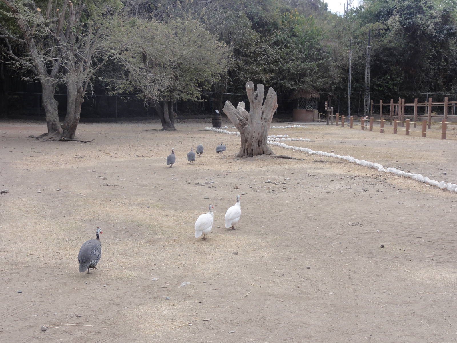 Guinea Fowl - elephant enclosure on right
