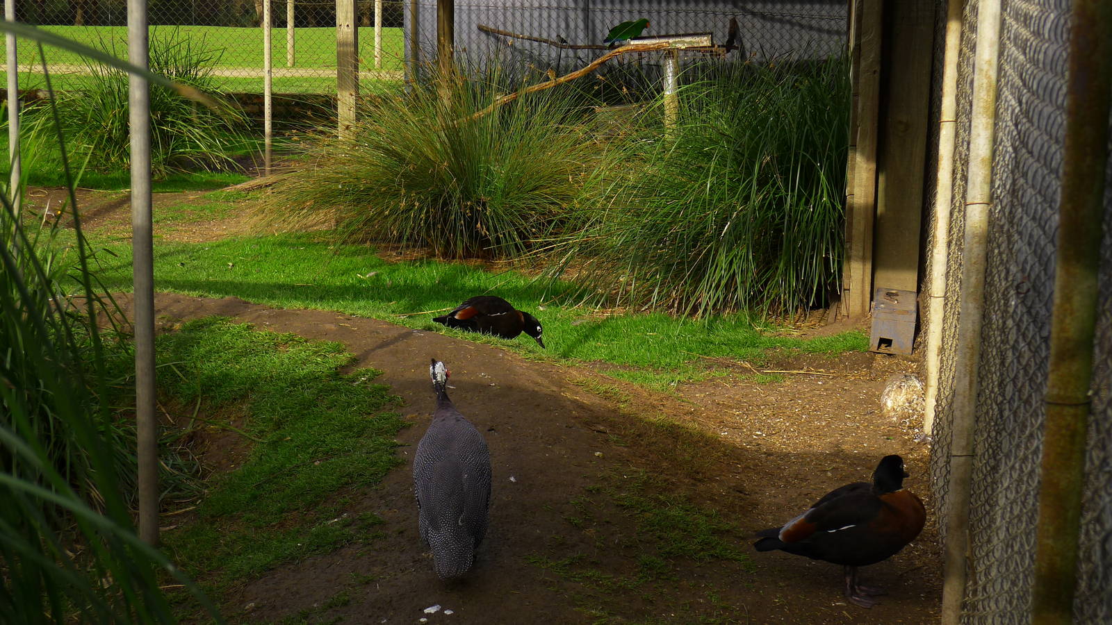 Guinea Fowl, Mountain Shell Duck & Ecelectus Parrots