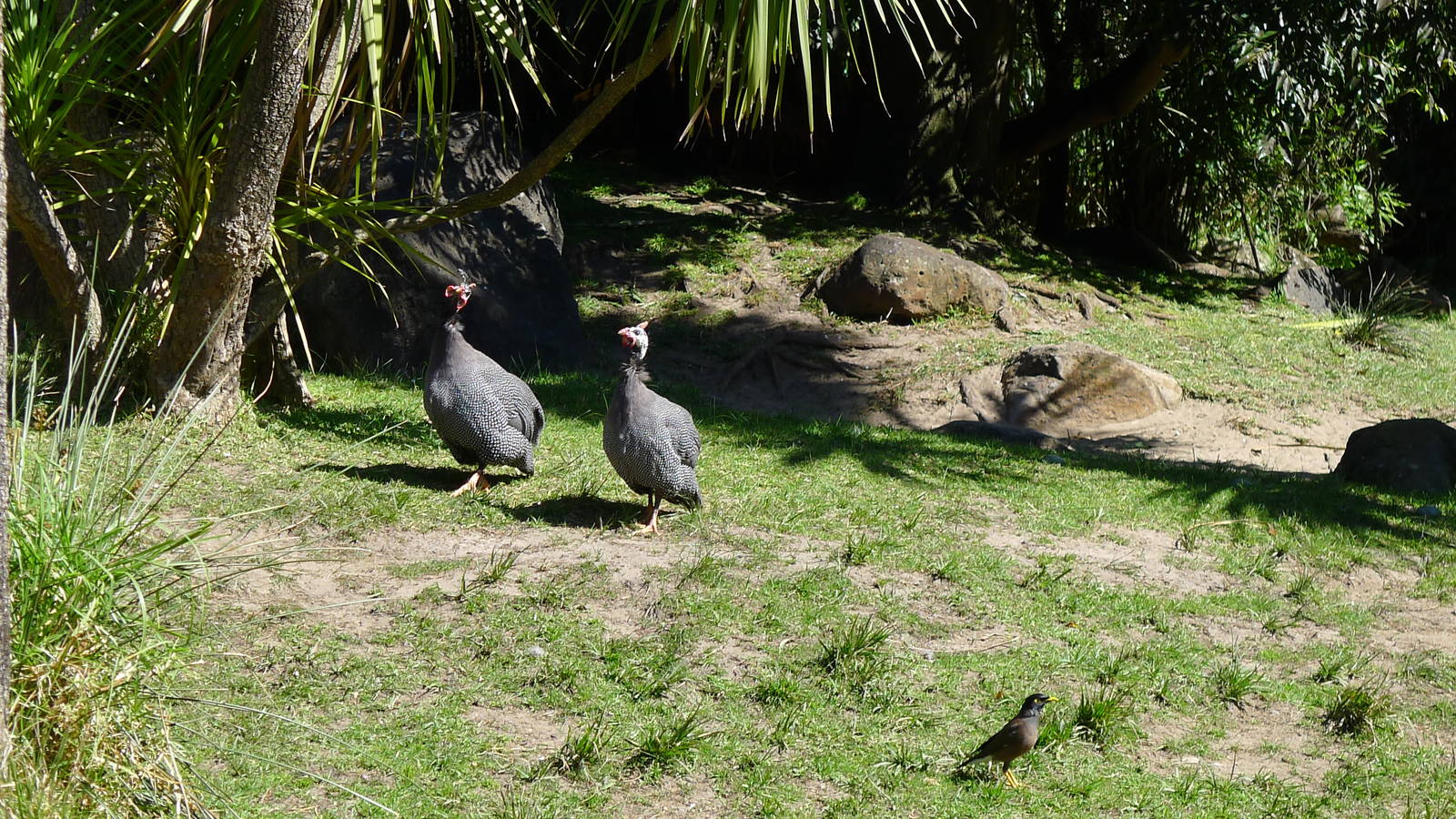 Guinea Fowl wandering thru the Giant Turtles yard