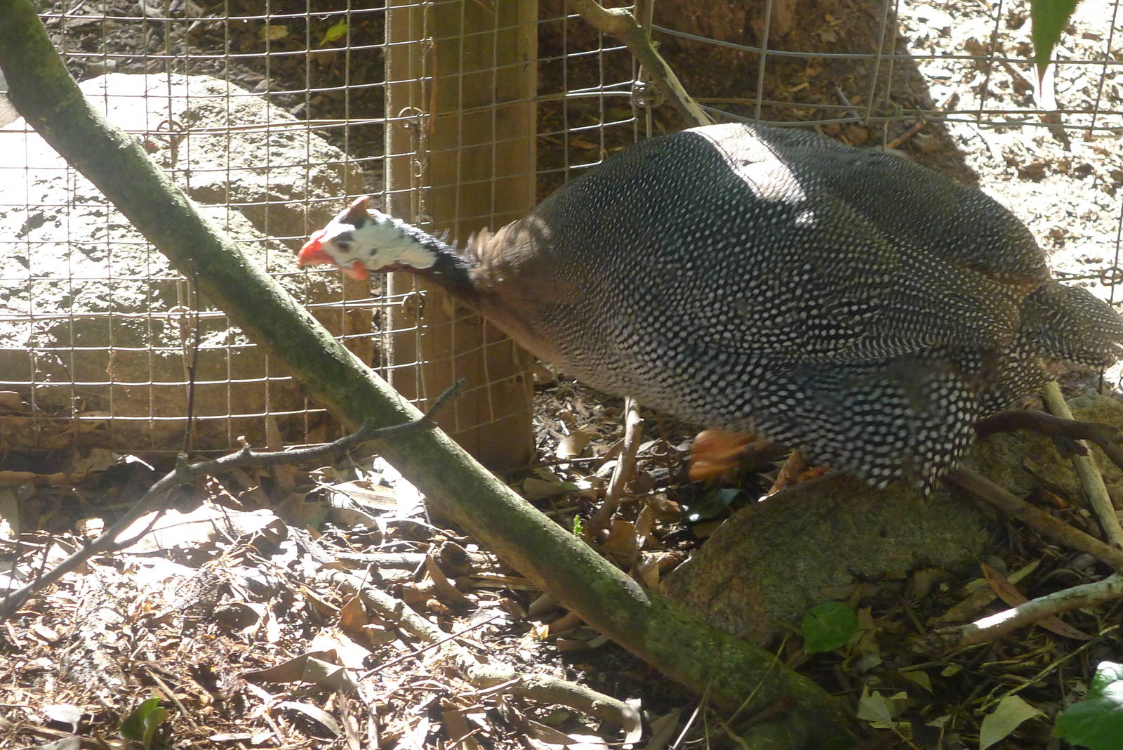 Guinea Fowl